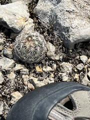Coryphantha echinus