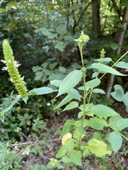 Agastache nepetoides
