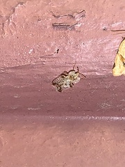 Corythucha juglandis