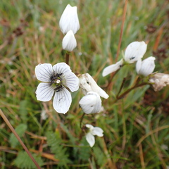 Gentianella muelleriana alpestris