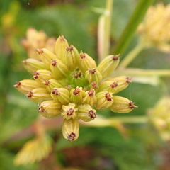 Aciphylla glacialis