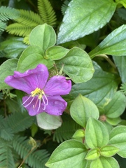 Heterotis rotundifolia