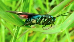 Cyanopepla submacula