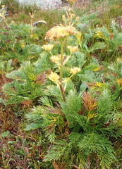 Aciphylla glacialis