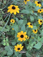 Rudbeckia triloba