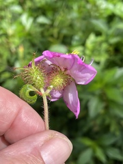Heterotis rotundifolia