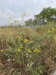 Coreopsis tripteris