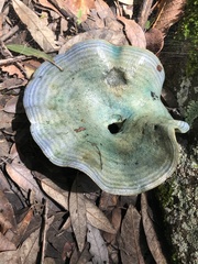 Lactarius indigo