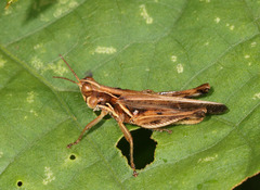 Orphulella