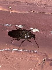 Synchroa punctata