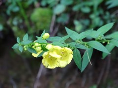 Aureolaria levigata