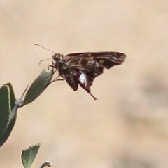Eudaminae