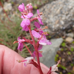 Stylidium montanum
