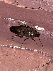 Synchroa punctata