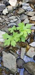 Petasites frigidus palmatus
