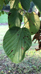 Cercospora moricola