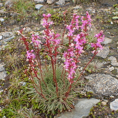 Stylidium montanum