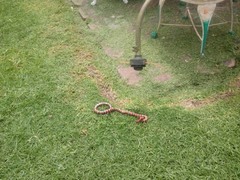 Lampropeltis ruthveni