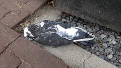 Columba livia