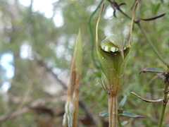 Pterostylis concinna