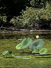 Nelumbo lutea