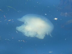 Phacellophora camtschatica