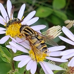 Helophilus fasciatus