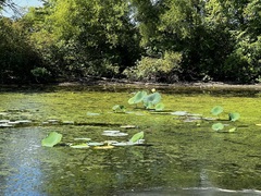 Nelumbo lutea