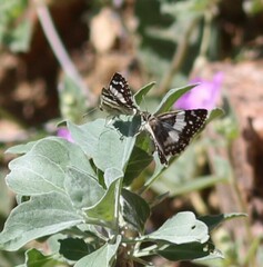 Heliopetes domicella