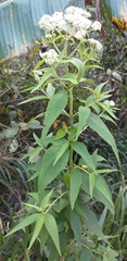 Austroeupatorium inulifolium