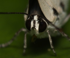 Tajuria maculata