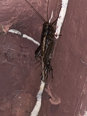 Eunemobius carolinus