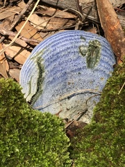 Lactarius indigo