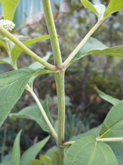 Austroeupatorium inulifolium
