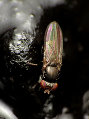 Aulacigaster neoleucopeza