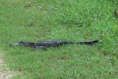 Alligator mississippiensis