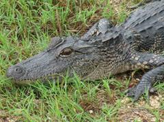 Alligator mississippiensis