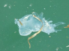 Scyphozoa