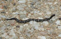 Agkistrodon piscivorus