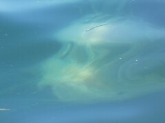 Phacellophora camtschatica