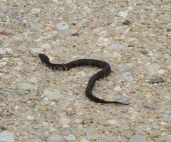 Agkistrodon piscivorus