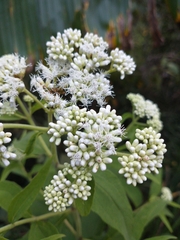 Austroeupatorium inulifolium