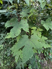 Vitis aestivalis