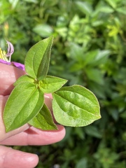 Heterotis rotundifolia