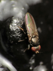 Aulacigaster neoleucopeza