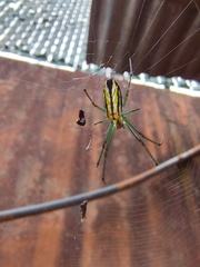 Leucauge
