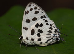 Tajuria maculata