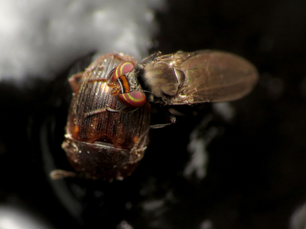 Sap Flies
