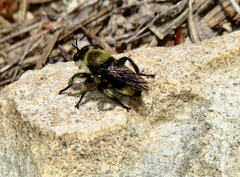 Laphria