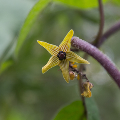 Matelea chrysantha